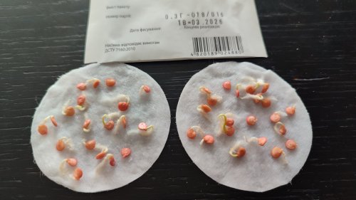 Перець Франциус 0,3г СЦ Традиція 03.2026р