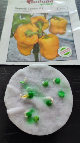 Перець Турбін F1 8 нас. 87% схожість СЦ 04.2024р 