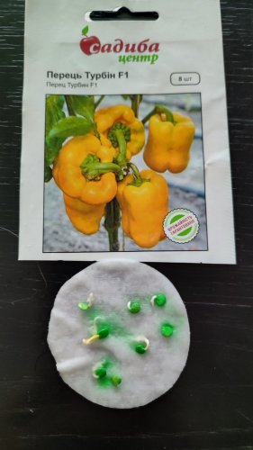 Перець Турбін F1 8 нас. 87% схожість СЦ 04.2024р 