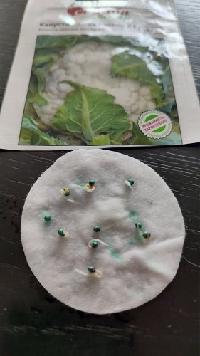 Капуста цв. Каспер F1 10 нас. 80% схожість СЦ 03.2024р