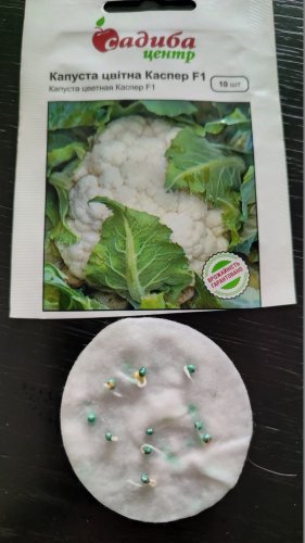 Капуста цв. Каспер F1 10 нас. 80% схожість СЦ 03.2024р
