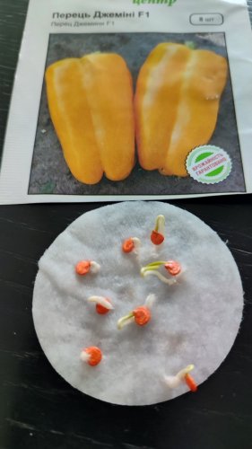 Перець Джеміні F1 8 нас. 100% схожість СЦ 09.2024р 