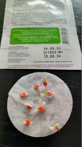 Перець Джеміні F1 8 нас. 100% схожість СЦ 09.2024р 