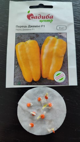 Перець Джеміні F1 8 нас. 100% схожість СЦ 09.2024р 