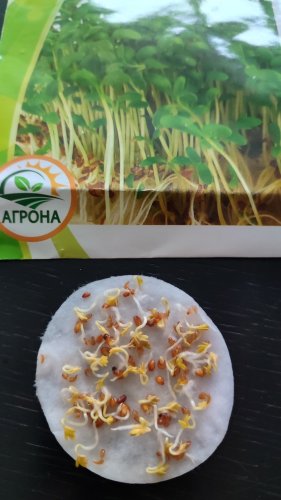 ПРОФ Мікрозелень Крес-салат 10г Агрона