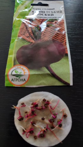 Буряк Єгипетський плоский 3г. Агрона 12.2025р