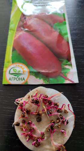 Буряк Циліндра 3г. Агрона 12.2025р 