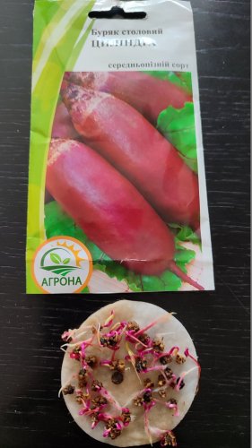Буряк Циліндра 3г. Агрона 12.2025р 