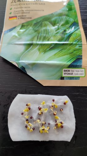 Капуста пекінська Джой Чой F1 0,5г. 100% схожість СЦ Традиція 12.2025р