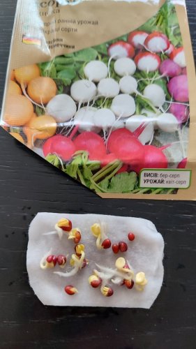 Редиска Асорті 3г. 12.2023р схожість 87% СЦ Традиція