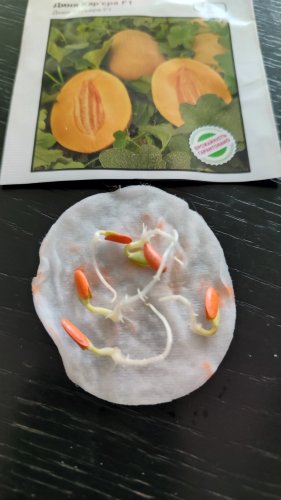 Диня Кар'єра F1 5 нас.100% схожість СЦ 07.2024р