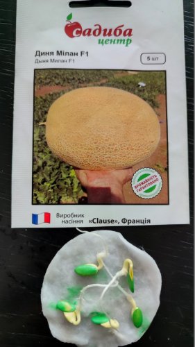 Диня Мілан F1 5 нас.100% схожість СЦ 07.2024р