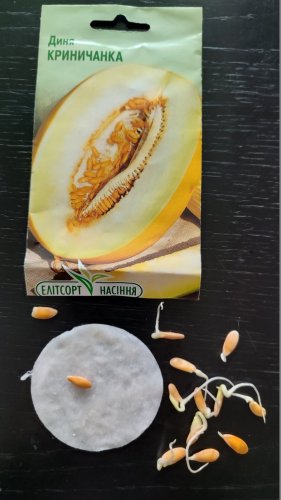 Диня Криничанка 2г 12.2026р