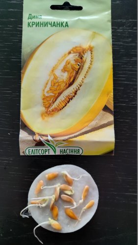Диня Криничанка 2г 12.2026р