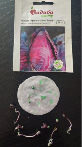 Капуста червоноголова Тінті F1 10 нас.80% схожість СЦ 09.2024р