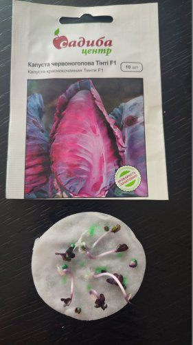 Капуста червоноголова Тінті F1 10 нас.80% схожість СЦ 09.2024р