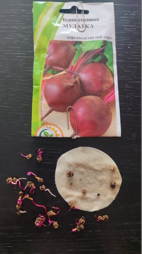 Буряк Мулатка 3г. 82% схожість Агрона 12.2025р