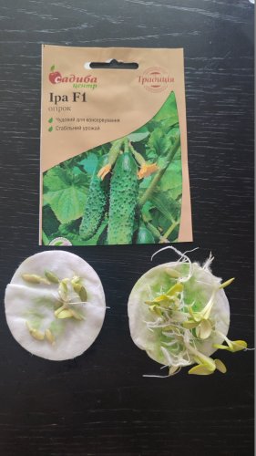Огірок Іра F1 20 шт СЦ Традиція 02.2026р