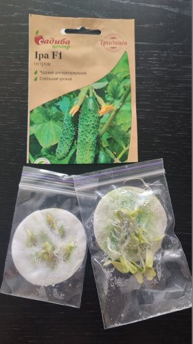 Огірок Іра F1 20 шт СЦ Традиція 02.2026р