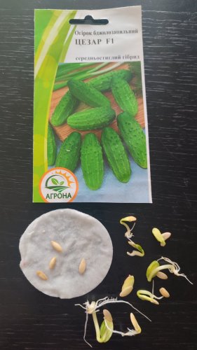 Огірок Цезар F1 0,5г 80% схожість Агрона 12.2023р