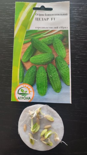 Огірок Цезар F1 0,5г 80% схожість Агрона 12.2023р