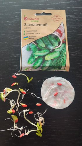 Огірок Засолочний 1г. СЦ Традиція 12.2025р