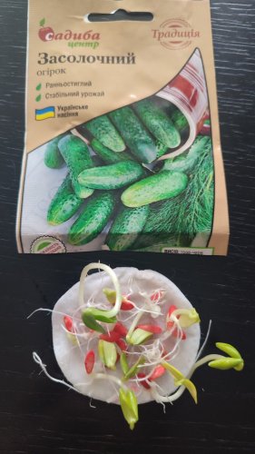 Огірок Засолочний 1г. СЦ Традиція 12.2025р