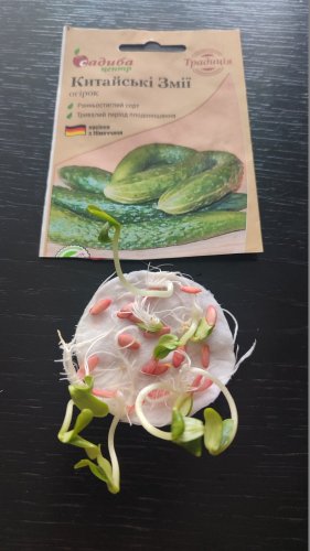 Огірок Китайський змій 20 шт СЦ Традиція 01.2026р