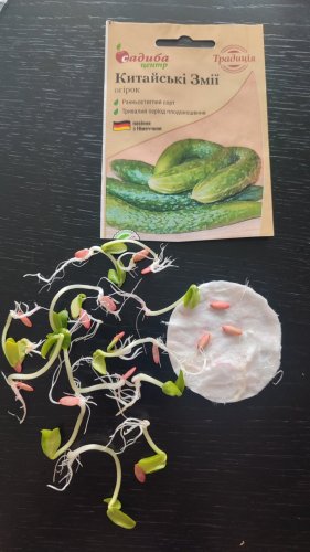Огірок Китайський змій 20 шт СЦ Традиція 01.2026р