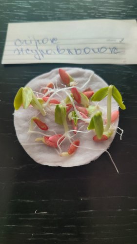 Огірок Журавльонок F1 пакет зіп 5г Україна