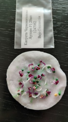 Капуста червоноголова Ауторо F1 пакет зіп 20 нас Bejo