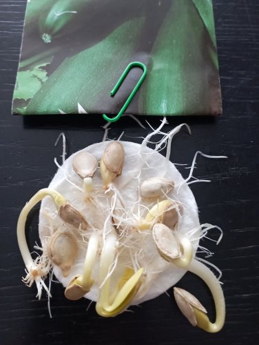 Кабачок Аеронавт 20шт 12.2026р