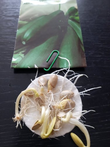 Кабачок Аеронавт 20шт 12.2026р