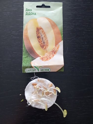 Диня Дідона 2г 12.2025р