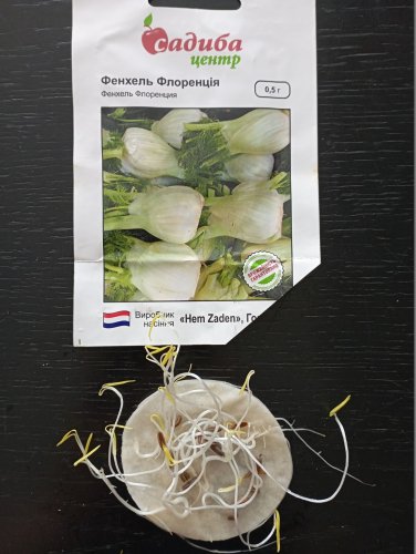 Фенхель Флоренція 0,5г 92% схожість СЦ 06.2024р 