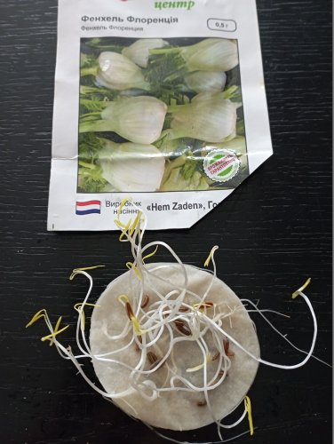 Фенхель Флоренція 0,5г 92% схожість СЦ 06.2024р 