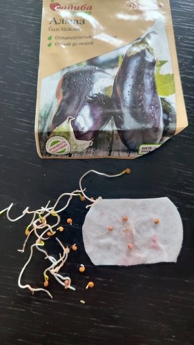 Баклажан Алмаз 0,5г 84% схожість СЦ Традиція 03.2026р