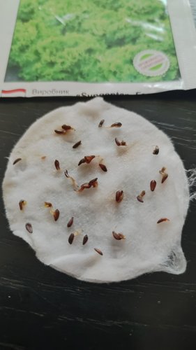 Салат Фанлі 30 нас 70% схожість СЦ 01.2024р