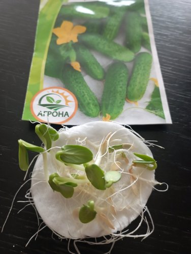 Огірок Сремський F1 0,5г. 95% схожість Агрона 12.2023р