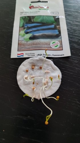 Баклажан Анатолія F1 10 нас. 70% схожість СЦ 12.2025р