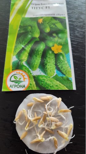 Огірок Тітус F1 0,5г 100% схожість Агрона 12.2023р 