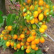 Томат Золотий потік F1 10 нас 2023р Агрона