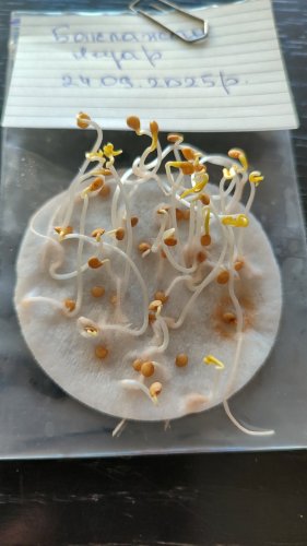 Баклажан Ягуар пакет зіп 10 грам 90% схожість Україна