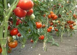 Томат Король ранніх 0,1г Агрона