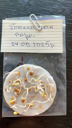 Баклажан Віра пакет зіп 10 грам 88% схожість Україна