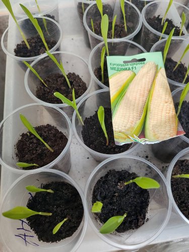 Кукурудза Медунка F1 10г Елітсортнасіння 12.2030р
