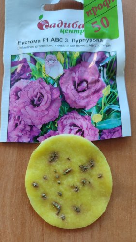ПРОФ Еустома АВС 3 F1 пурпурова махрова 50 гран. 95% схожість СЦ 12.2025р