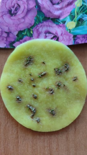 ПРОФ Еустома АВС 3 F1 пурпурова махрова 50 гран. 95% схожість СЦ 12.2025р