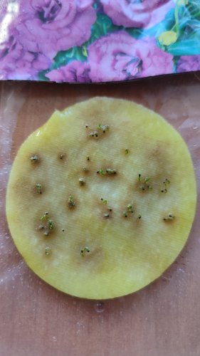 ПРОФ Еустома АВС 3 F1 пурпурова махрова 50 гран. 95% схожість СЦ 12.2025р