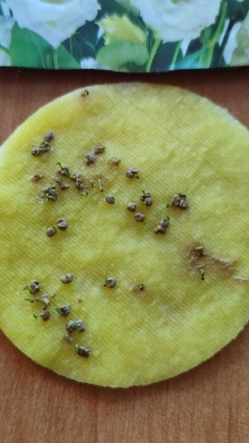 ПРОФ Еустома АВС 3 F1 біла махрова 50 гран. 85% схожість СЦ